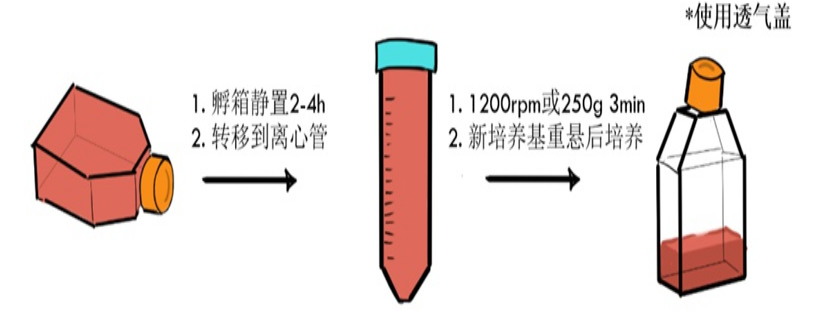 RAW264.7(小鼠單核巨噬細胞白血病細胞)培養(yǎng)建議