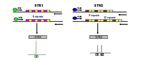 森貝伽生物：STR鑒定，為您的細(xì)胞提供身份證明